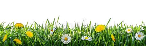 Grass And Flower Wallpaper