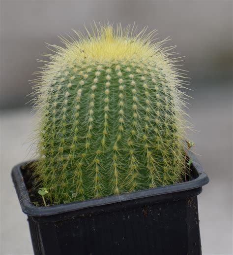 Assorted Cactus Plants – Crazy Plants Crazy Critters