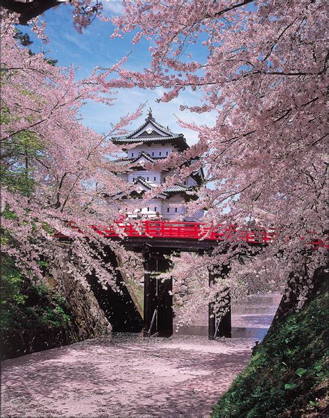 Japan's Most Beautiful Cherry Blossom Festival You've Never Heard Of - Hirosaki Cherry Blossom ...