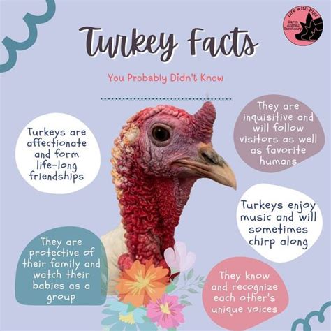 Amazing Turkey Facts - Life with Pigs Farm Animal Sanctuary