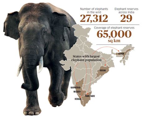 With human-elephant conflict taking more lives on both sides, stakeholders are split over a ...