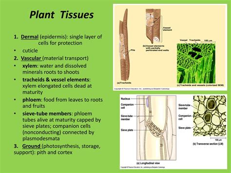 PPT - Plant Structure and Function PowerPoint Presentation, free download - ID:6408805