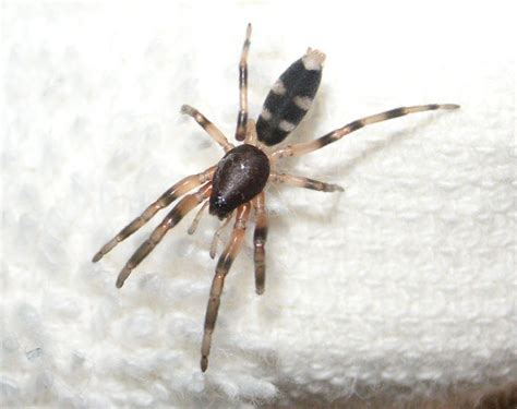 Spider Control Auckland | East, West, Central | GoPest | Pest Control Auckland