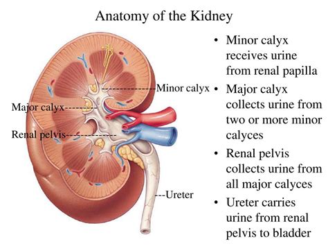 PPT - THE URINARY SYSTEM PowerPoint Presentation, free download - ID:424137
