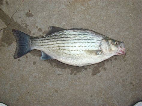 Hybrid Striped Bass