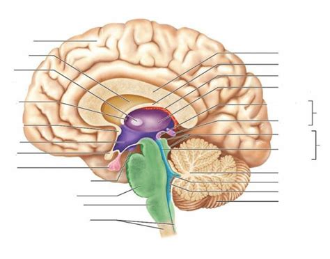 Brain - Midsagittal View Diagram | Quizlet