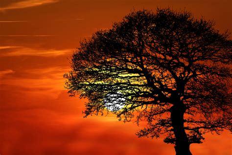 Tree Silhouette At Sunset Free Stock Photo - Public Domain Pictures