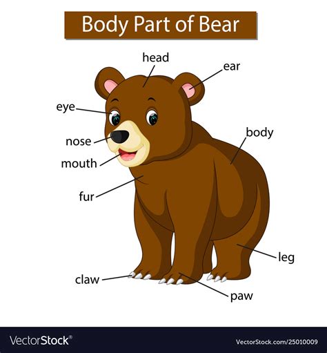 Diagram showing body part bear Royalty Free Vector Image