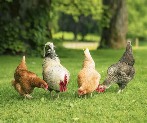 Poultry Breeds...What Are They, Anyway? - Backyard Poultry