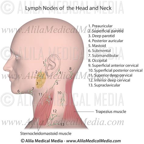 Swollen Lymph Nodes Locations