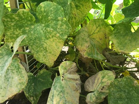 Cucumber leaf disease (gardening for beginners forum at permies)