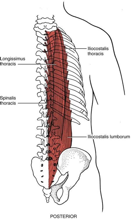 Testing the Muscles of the Trunk and Pelvic Floor | Musculoskeletal Key