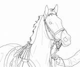 Dressage Horse Coloring Pages At GetColoringscom  Free Printable sketch template