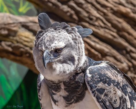 Rare Beauty - Male Harpy Eagle | The San Diego Zoo is the on… | Flickr