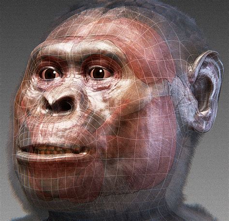 ATOR: Australopithecus afarensis - forensic facial reconstruction