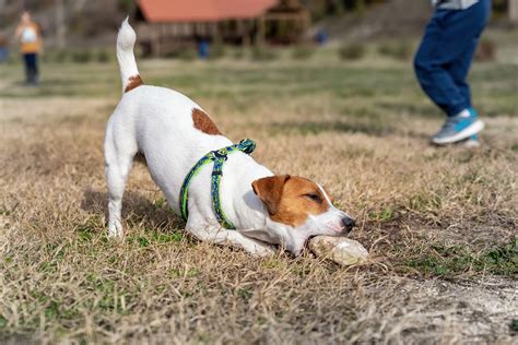 Why Do Dogs Eat Rocks? Reasons & How to Stop It – Dogster