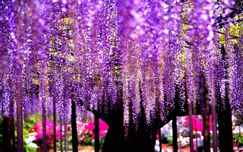 Wisteria Wallpapers - Wallpaper Cave