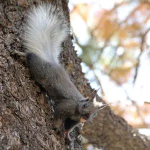 Abert's Squirrel - Facts, Diet, Habitat & Pictures on Animalia.bio