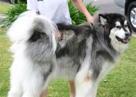 10 Most Expensive Dog Breeds in India - PetHelpful