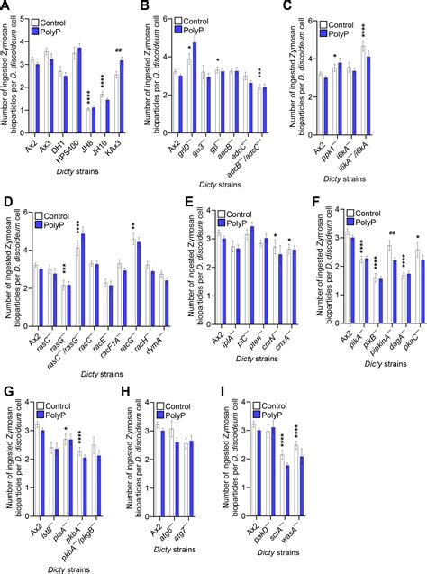 Polyphosphate uses mTOR, pyrophosphate, and Rho GTPase components to ...