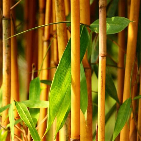 Golden Bamboo Seeds - fish pole bamboo (Phyllostachys aurea)