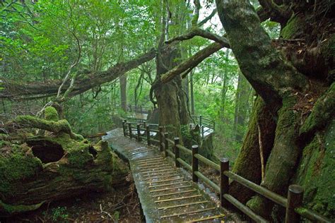 Yakushima - UNESCO World Heritage Site - Everything Everywhere