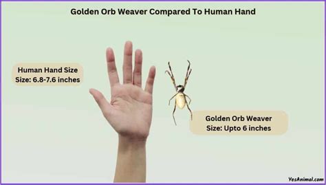 Golden Orb Spider Size Explained & Compared With Others