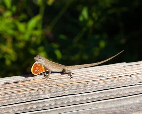 Brown Anole - Facts, Diet, Habitat & Pictures on Animalia.bio