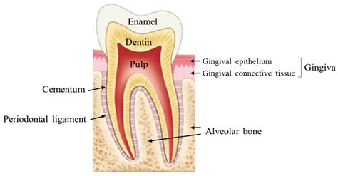 Periodontal Ligament Space