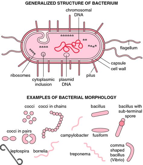 Bacteria – Cell Structure | Medical Laboratories