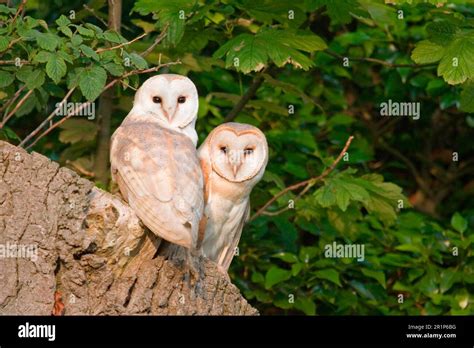 Barn owl nesting in tree stump hi-res stock photography and images - Alamy