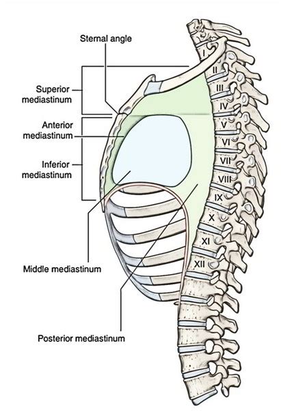 Easy Notes On 【Mediastinum】Learn in Just 4 Minutes!