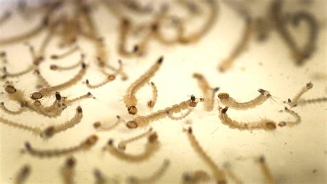 Peces vs. mosquitos: así es el nuevo avance argentino en la lucha contra el dengue - Reporte ...