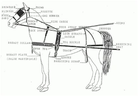 Harness Parts. | 1820S Life | Pinterest for Draft Horse Harness Parts ...