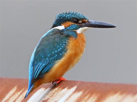 Common Kingfisher - eBird