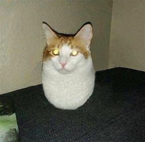 Cursed Cat Images Funny - Image Of Cat