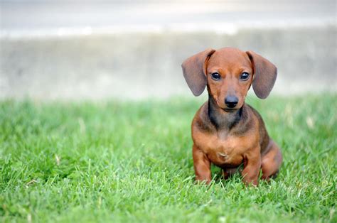 Wiener Dog by Jason Evans