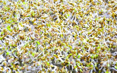 Germinated Seeds with Fluffy Micro Roots of Alfalfa Close Up. Growing Microgreens Stock Photo ...