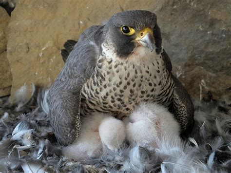 Peregrine Falcon Nesting: A Complete Guide | Birdfact