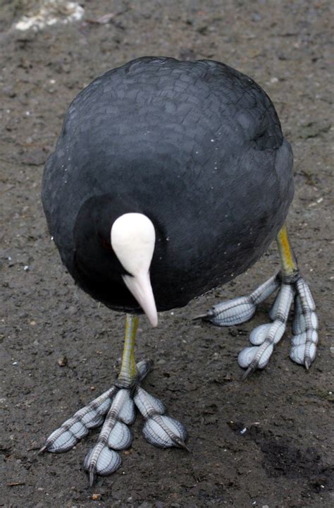 41 Strange on Twitter: "The American Coot and its wonderfully weird feet… " Rare Animals ...