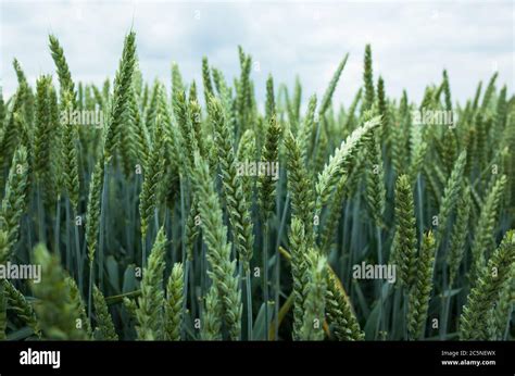 windmills on field Stock Photo - Alamy