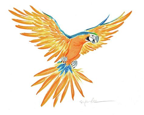 Macaw Flying Drawing