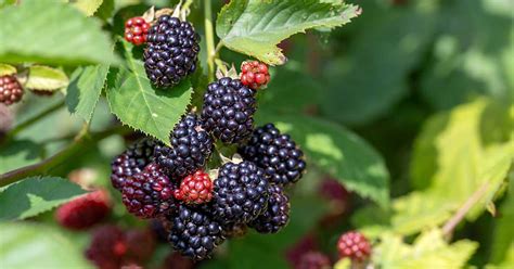 Learn to Grow Berries and Vine Fruits | Gardener's Path