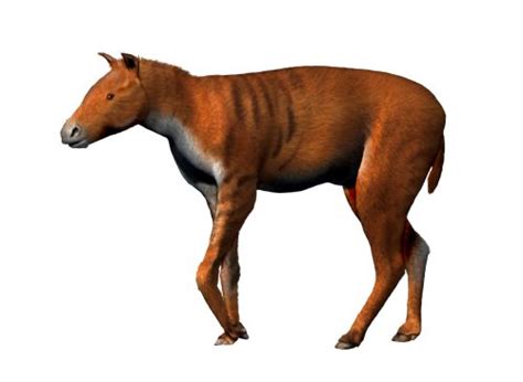 Paleoexhibit: Hyracotherium & Mesohippus