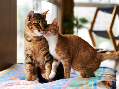 How Long Does It Take for Cats to Get Along? | POPSUGAR Australia Pets