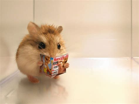 Funny Pfp Hamster : 50 best Hangovers images on Pinterest | Funny images ... - Funny pfp for ...