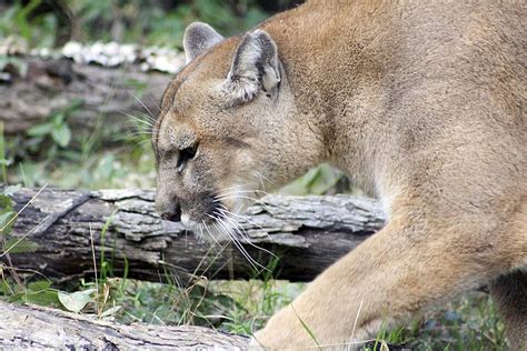 Mountain Lion In Natural Habitat Predators Felines Mid Western Photo ...