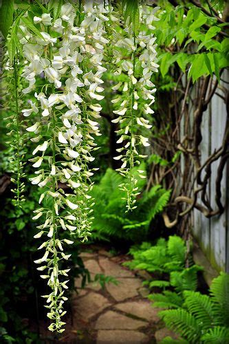 Wisteria | Beautiful gardens, Shade garden, Gorgeous gardens