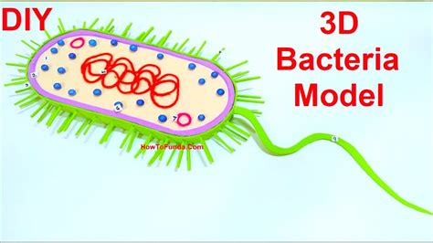 bacteria model (3D) making | DIY | science fair project | diy at home | howtofunda | biology ...