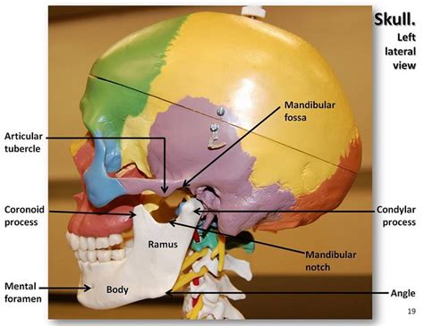 Multi-colored Skull, lateral view with labels - Axial Skeleton Visual ...